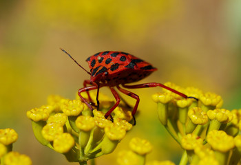 punaise sur une fleur jaune