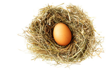Nest with egg