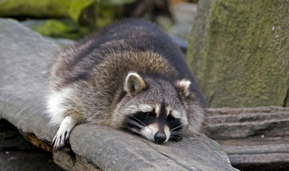 Obraz premium sleeping raccoon