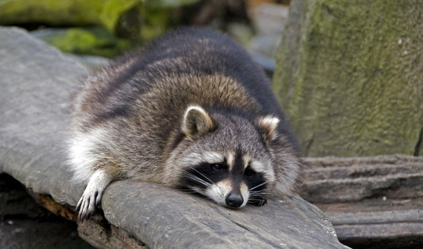 sleeping raccoon