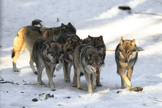 Fototapeta Wolfsrudel