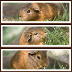 illustration d'un cobaye dans la verdure