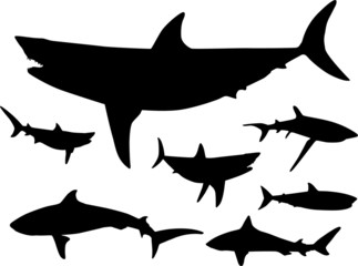 Sharks in the water Silhouette