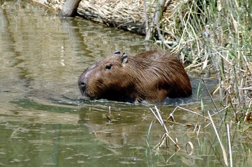 Capybara (Hydrochoerus hydrochaeris)