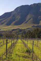 Vineyards on the slopes of the mountain