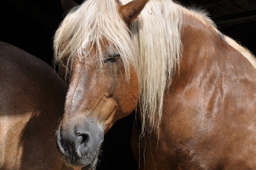 Obraz premium Haflinger Horse - Portrait