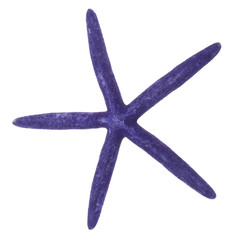 Purple Starfish