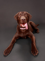 brown labrador dog