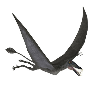 Dorygnathus Flying