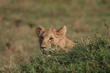 Fototapeta na wymiar Young lion waiting behind bush in Tanzania