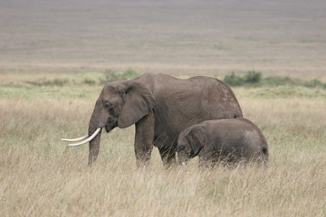 Naklejka na ściany i meble Elefant with cub walking trough high gras