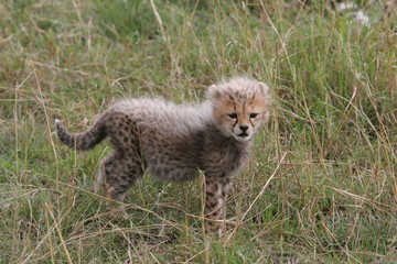 Cheetah cub searching mother in the gras