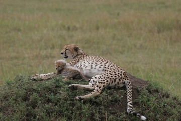 Fototapeta na wymiar Cheetah with cub resting in the gras with sunlight