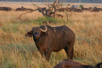 African Buffalo, morning sunlight in National Park