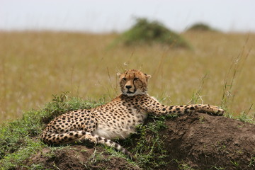 Cheetah with cub resting in the gras with sunlight