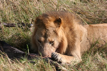 Male lion eating on prey animal