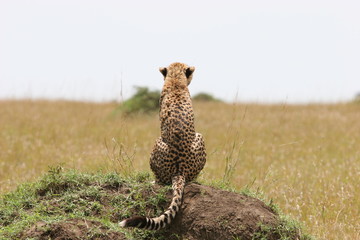 Cheetah with cub resting in the gras with sunlight