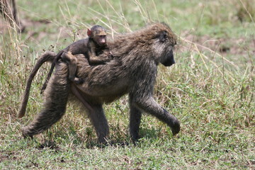 Cub riding on baboon mother in National Park