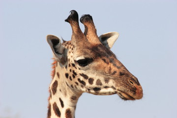 Giraffe close-up head in Serengeti NP