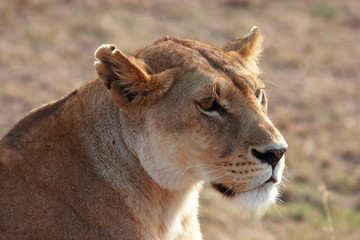 Young lion in Kenia looking around