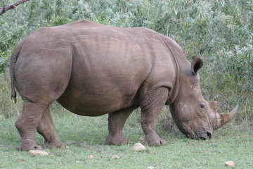Fototapeta premium Rhinoceros seen by walking by as close as 2 meters.