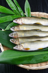 日本の川魚の代表は鮎