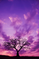Obraz na płótnie Canvas Tree and Sunset