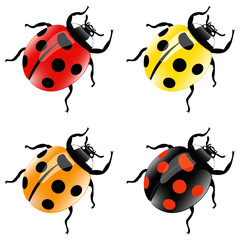 Set of four color ladybirds