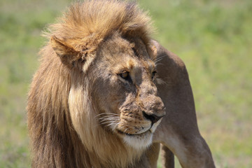 Leone