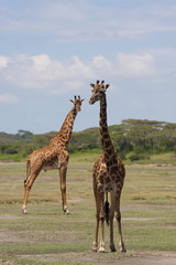 Giraffe in Kenya