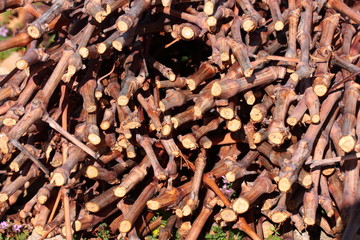 Sarments de vigne