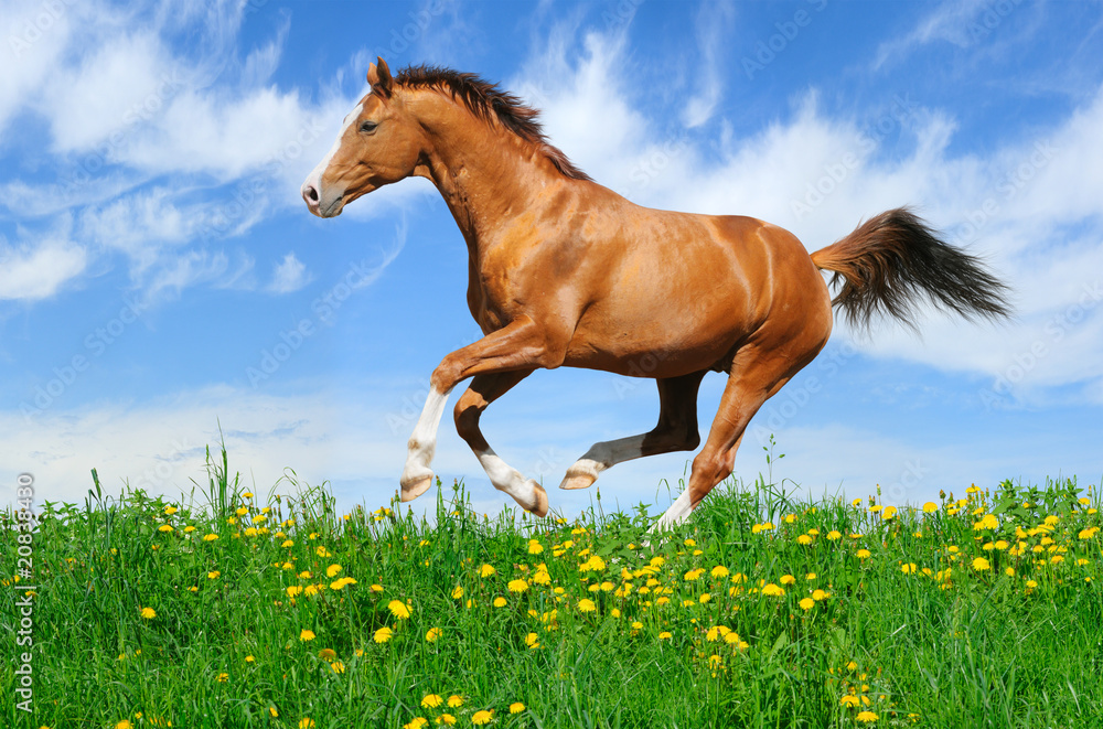 Canvas Prints Stallion gallops in field