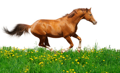 Trakehner stallion gallops in field