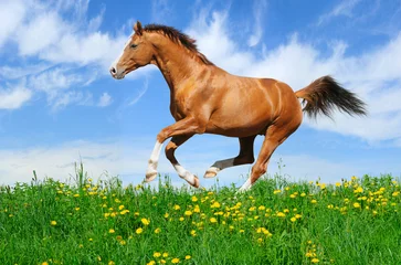 Wall murals Horses Stallion gallops in field