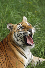 Obraz premium India Disappearing Tigers