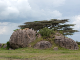 Kopjes Serengeti