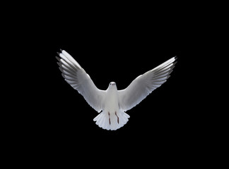 Obraz premium Na czarny grzbiet leci piękna mewa z piór.