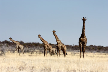 Obraz na płótnie Canvas Giraffes in Etosha Park, Namibia