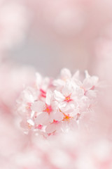 cherry blossom