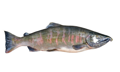 Male of salmon 2