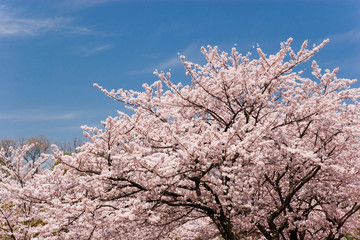 cherry blossom