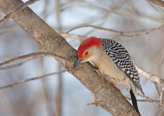 Red-bellied Woodpecker, Melanerpes carolinus