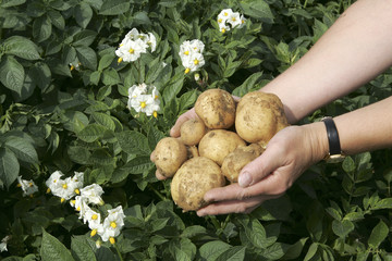 Kartoffeln und Kartoffelblüte