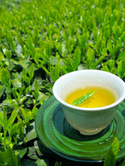 日本茶の新茶