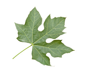 Close up of leaf