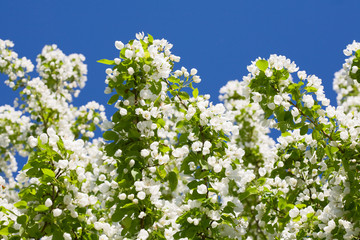 Apple blossoms