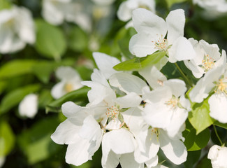 Fototapeta premium Apple blossoms