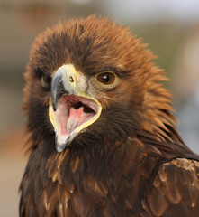 Golden Eagle calling