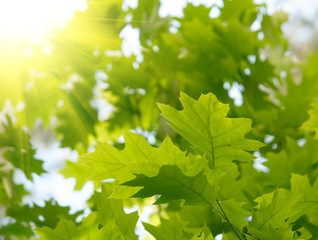 Fototapeta na wymiar Green maple leaves.