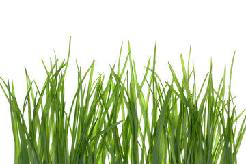 Obraz premium Grass